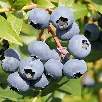 Голубика КРОЭТЭН в Иваново