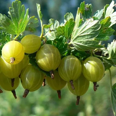 Крыжовник ЮБИЛЕЙНЫЙ  Крыжовник ЮБИЛЕЙНЫЙ в Иваново