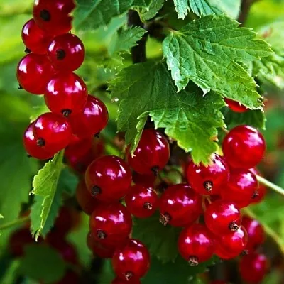 Смородина красная РОЛАН в Иваново
