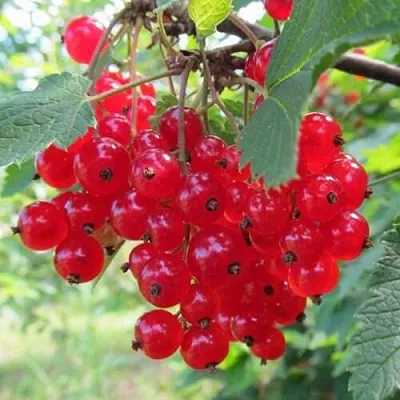 Смородина красная КРАСНАЯ АНДРЕЙЧЕНКО в Иваново