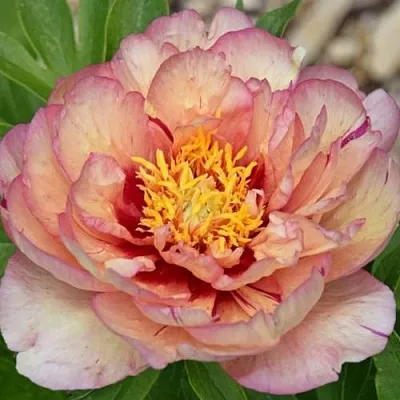 Пион КЭЛЛИС МЕМОРИ ито-гибрид  Пион КЭЛЛИС МЕМОРИ ито-гибрид в Иваново