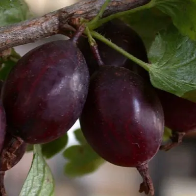 Крыжовник ЧЕЛЯБИНСКИЙ СЛАБОШИПОВАТЫЙ  Крыжовник ЧЕЛЯБИНСКИЙ СЛАБОШИПОВАТЫЙ в Иваново