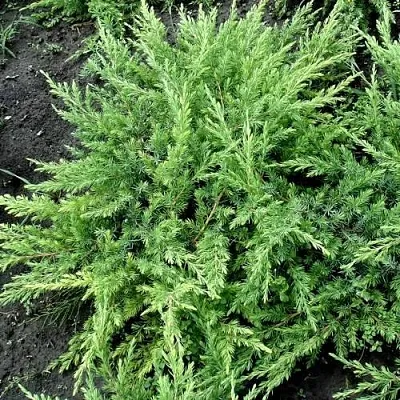 Можжевельник ШЛЯГЕР прибрежный  Можжевельник ШЛЯГЕР прибрежный в Иваново