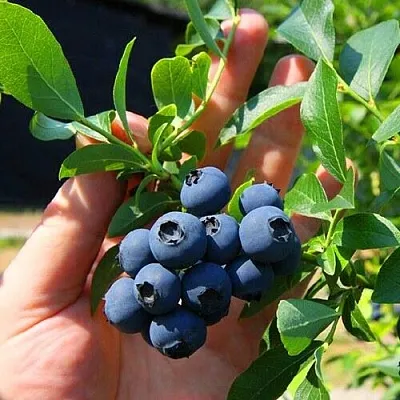 Голубика НОРТ КАНТРИ в Иваново