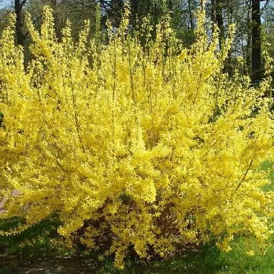 Форзиция ФОРЧУНА  Форзиция ФОРЧУНА в Иваново