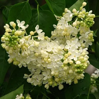 Сирень ПРИМРОУЗ  Сирень ПРИМРОУЗ в Иваново