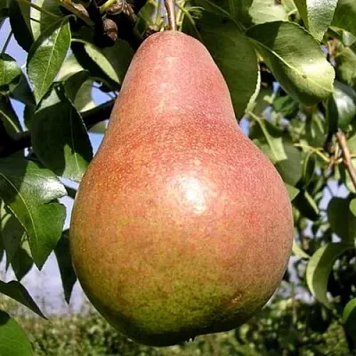 Груша КИРГИЗСКАЯ ЗИМНЯЯ  Груша КИРГИЗСКАЯ ЗИМНЯЯ в Иваново