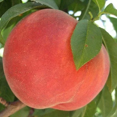 Персик МАЙСКИЙ ЦВЕТОК в Иваново