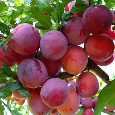 Слива НЕКТАРИННАЯ АРОМАТНАЯ  Слива НЕКТАРИННАЯ АРОМАТНАЯ в Иваново