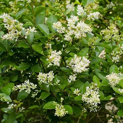 Бирючина в Иваново