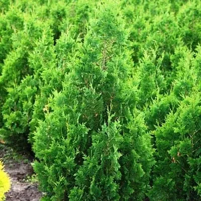 Туя СПИРАЛИС западная  Туя СПИРАЛИС западная в Иваново