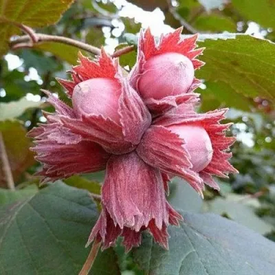 Фундук СКАРЛЕТТ в Иваново