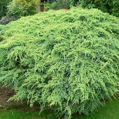 Можжевельник ХОЛГЕР чешуйчатый  Можжевельник ХОЛГЕР чешуйчатый в Иваново