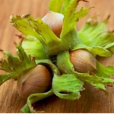 Фундук ГИГАНТ ТАМБОВСКИЙ в Иваново