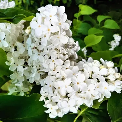 Сирень МАЛЕНЬКИЙ ПРИНЦ  Сирень МАЛЕНЬКИЙ ПРИНЦ в Иваново