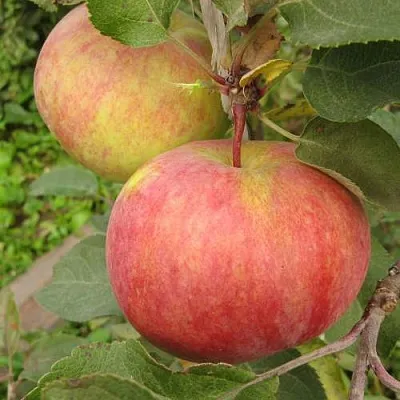 Яблоня ПЕРВОУРАЛЬСКОЕ  Яблоня ПЕРВОУРАЛЬСКОЕ в Иваново