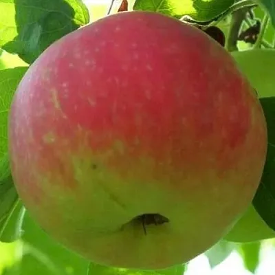 Яблоня УТРО в Иваново