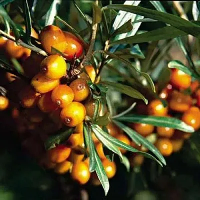 Облепиха ДАР КАЗАКОВУ  Облепиха ДАР КАЗАКОВУ в Иваново