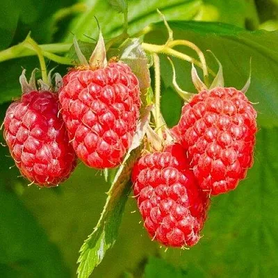 Малина ИЗОБИЛЬНАЯ  Малина ИЗОБИЛЬНАЯ в Иваново