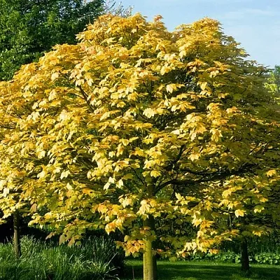 Клен ложноплатановый в Иваново