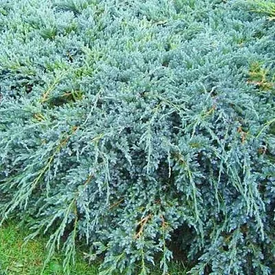 Можжевельник БЛЮ КАРПЕТ чешуйчатый  Можжевельник БЛЮ КАРПЕТ чешуйчатый в Иваново