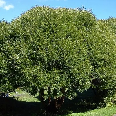 Ива ломкая  в Иваново