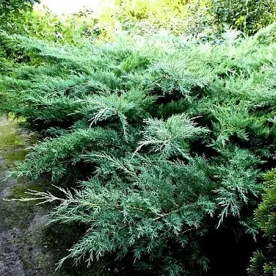 Можжевельник ПФИТЦЕРИАНА ГЛАУКА средний  Можжевельник ПФИТЦЕРИАНА ГЛАУКА средний в Иваново