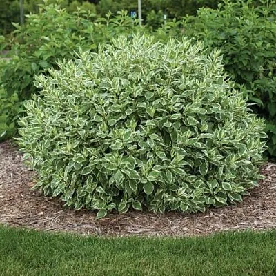 Дерен ЭЛЕГАНТИССИМА белый  Дерен ЭЛЕГАНТИССИМА белый в Иваново