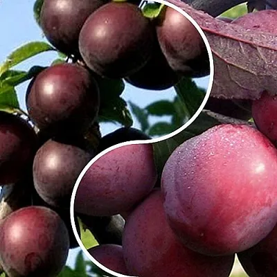 Комплект ИЗЮМИНКА САДА в Иваново