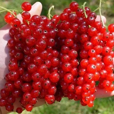 Смородина красная РЕД ПУЛ в Иваново