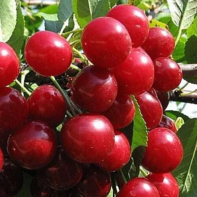 Вишня ГЛУБОКСКАЯ  Вишня ГЛУБОКСКАЯ в Иваново