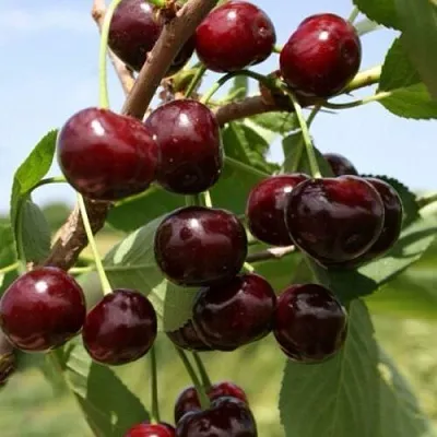 Вишня ГРИОТ БЕЛОРУССКИЙ  Вишня ГРИОТ БЕЛОРУССКИЙ в Иваново