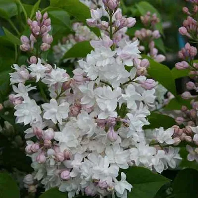 Сирень КРАСАВИЦА МОСКВЫ  Сирень КРАСАВИЦА МОСКВЫ в Иваново