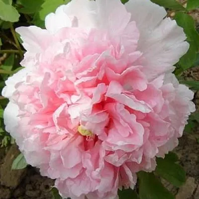 Пион БУКЕТ РОЗОВЫХ ГВОЗДИК древовидный  Пион БУКЕТ РОЗОВЫХ ГВОЗДИК древовидный в Иваново