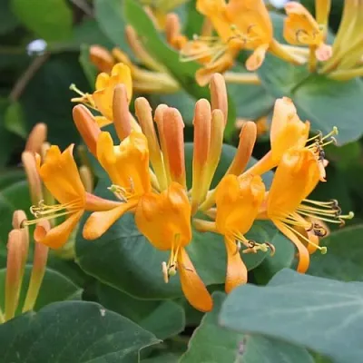 Жимолость ТЕЛЬМАНА в Иваново