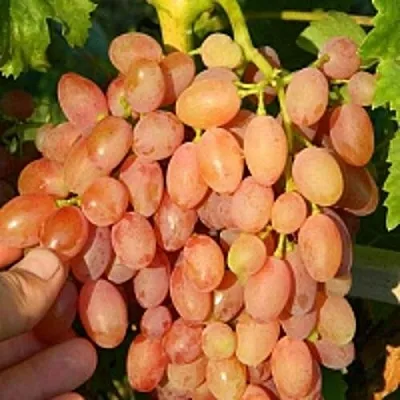 Виноград КИШМИШ ЛУЧИСТЫЙ в Иваново