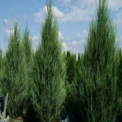 Можжевельник СКАЙРОКЕТ скальный  Можжевельник СКАЙРОКЕТ скальный в Иваново