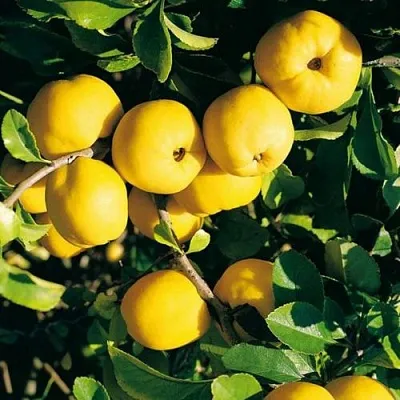 Айва ЦЕЗАРЬ  Айва ЦЕЗАРЬ в Иваново