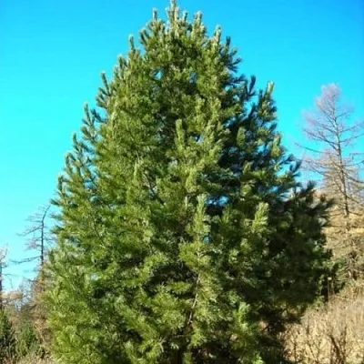 Сосна кедровая сибирская  Сосна кедровая сибирская в Иваново