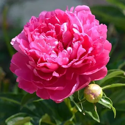 Пион БУШЕЛА травянистый  Пион БУШЕЛА травянистый в Иваново