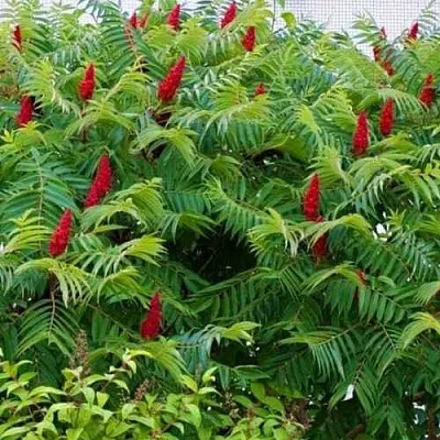 Сумах в Иваново