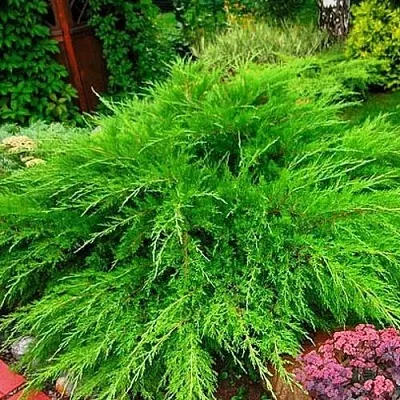 Можжевельник МИНТ ДЖУЛЕП средний  Можжевельник средний Mint Julep (МИНТ ДЖУЛЕП) в Иваново