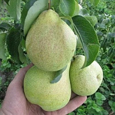 Груша КУДЕСНИЦА  Груша КУДЕСНИЦА в Иваново