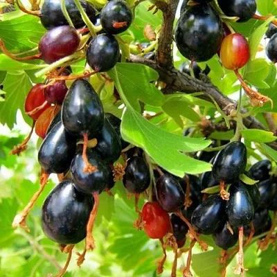 Смородина золотистая БОКАЛИНСКАЯ в Иваново