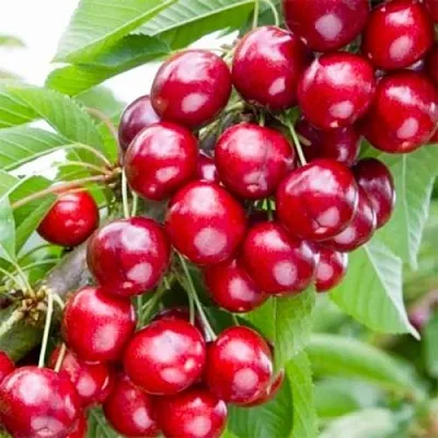 Вишня МАЛЮТКА колонновидная  Вишня МАЛЮТКА колонновидная в Иваново