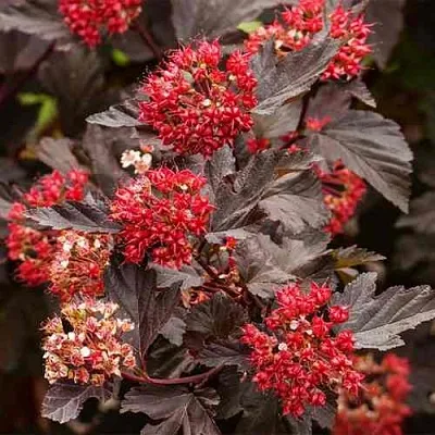 Пузыреплодник РЕД БАРОН  Пузыреплодник РЕД БАРОН в Иваново