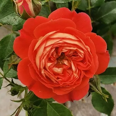 Саженцы роз СТАРЛЕТ РОУЗ КАРМЕН плетистая  Саженцы роз СТАРЛЕТ РОУЗ КАРМЕН плетистая в Иваново