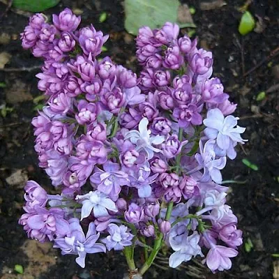 Сирень НАДЕЖДА  Сирень НАДЕЖДА в Иваново