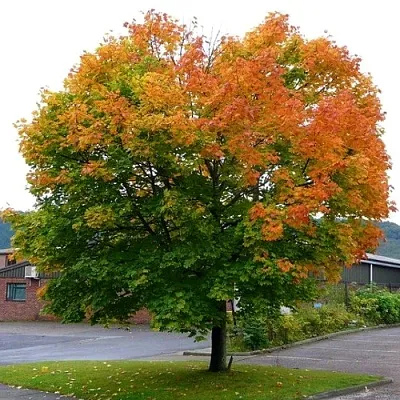 Клен остролистный в Иваново