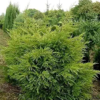 Можжевельник КУРИВАО ГОЛД китайский  Можжевельник КУРИВАО ГОЛД китайский в Иваново